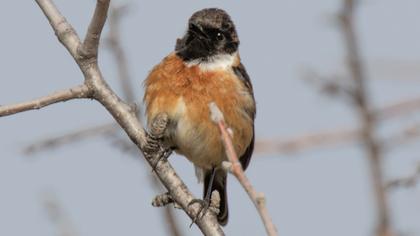 European Stonechat