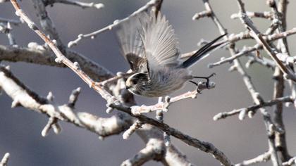 Long-tailed Tit