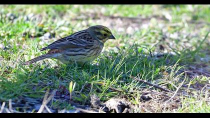 Yellowhammer