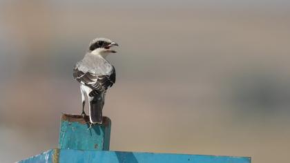 Lesser Grey Shrike