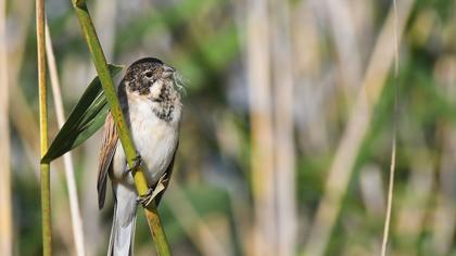 Common Reed Bunting