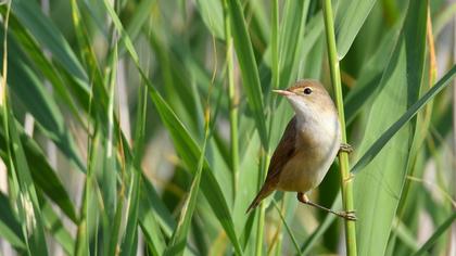 Eurasian Reed Warbler
