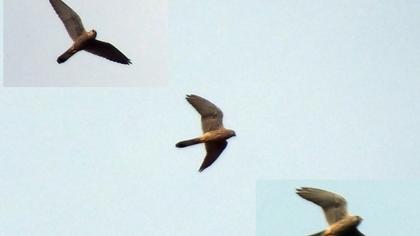 Common Kestrel