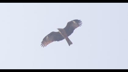 Black Kite