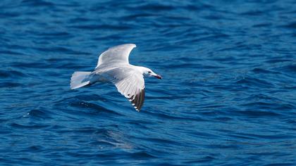 Audouin`s Gull