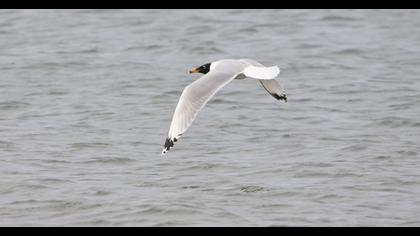 Pallas`s Gull