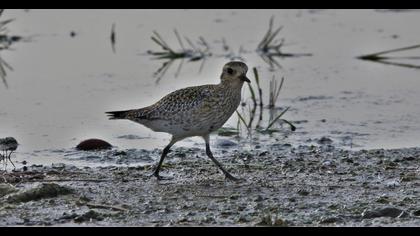 European Golden Plover