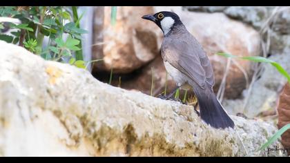 White-eared Bulbul