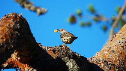 Mistle Thrush