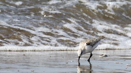 Sanderling