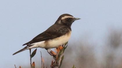 Cyprus Wheatear