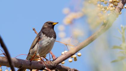 Black-throated Thrush