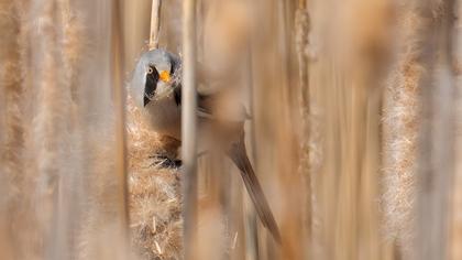 Bearded Reedling
