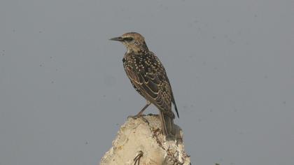 Common Starling