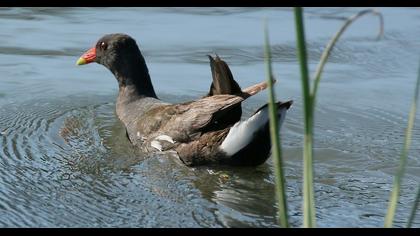 Common Moorhen