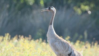 Common Crane