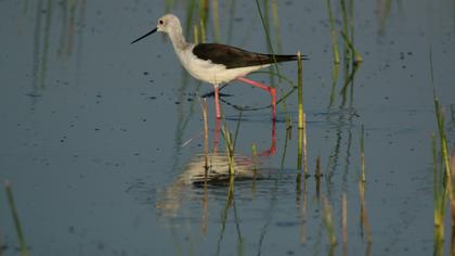 Black-winged Stilt