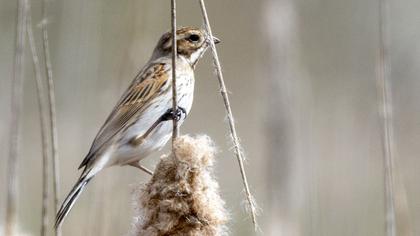 Common Reed Bunting