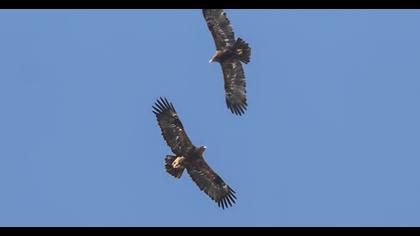 Steppe Eagle