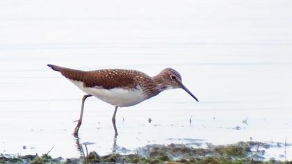 Green Sandpiper