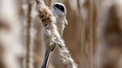 Eurasian Penduline Tit