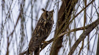 Long-eared Owl