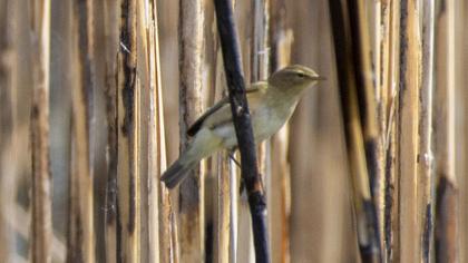 Common Chiffchaff