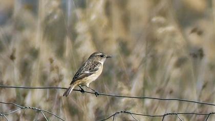 European Stonechat