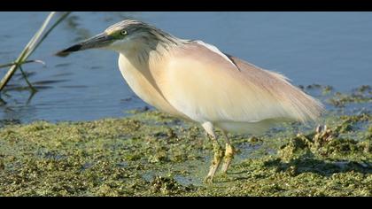 Squacco Heron