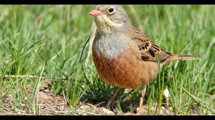 Ortolan Bunting