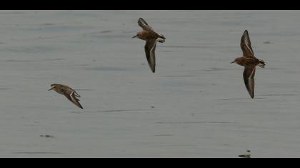Little Stint