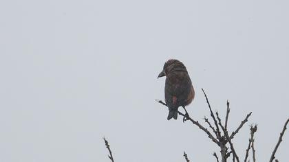 Red Crossbill
