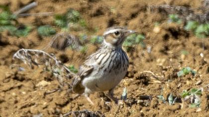 Woodlark