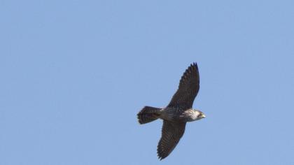 Peregrine Falcon