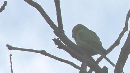 Rose-ringed Parakeet