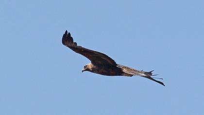 Golden Eagle