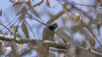White-eared Bulbul