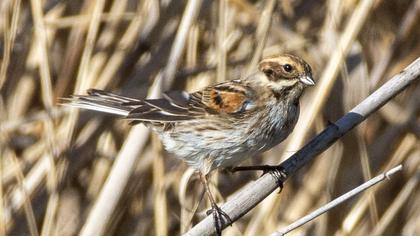 Common Reed Bunting