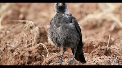 Western Jackdaw