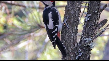 Syrian Woodpecker