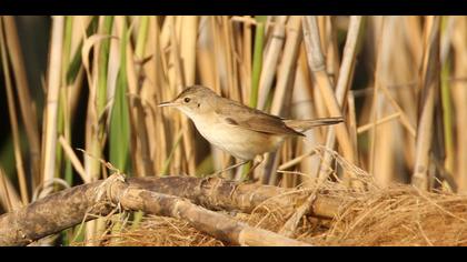 Eurasian Reed Warbler