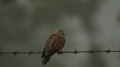 European Turtle Dove