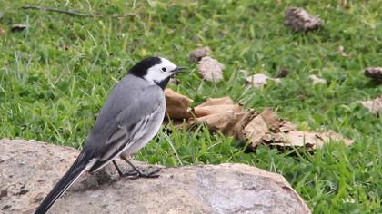 White Wagtail