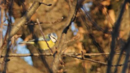 Eurasian Blue Tit