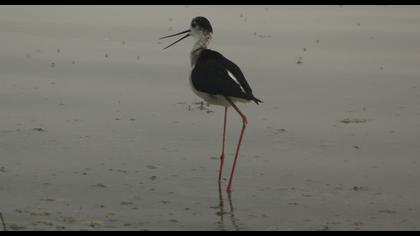 Black-winged Stilt
