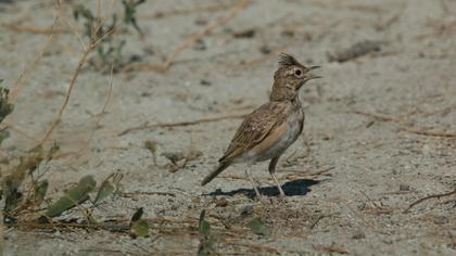 Crested Lark