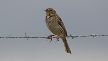 Corn Bunting