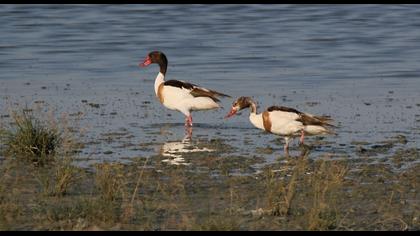 Common Shelduck