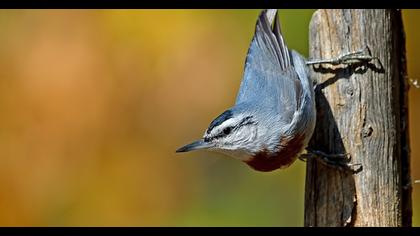Krüper`s Nuthatch