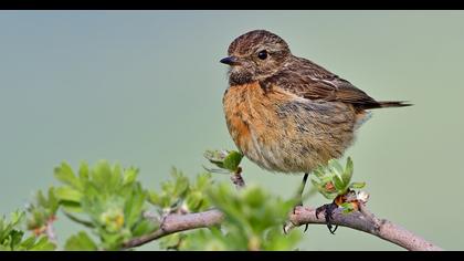 European Stonechat